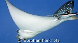 another closeup of spotted eagle ray (aetobatis narinari)  by Stephan Kerkhofs 